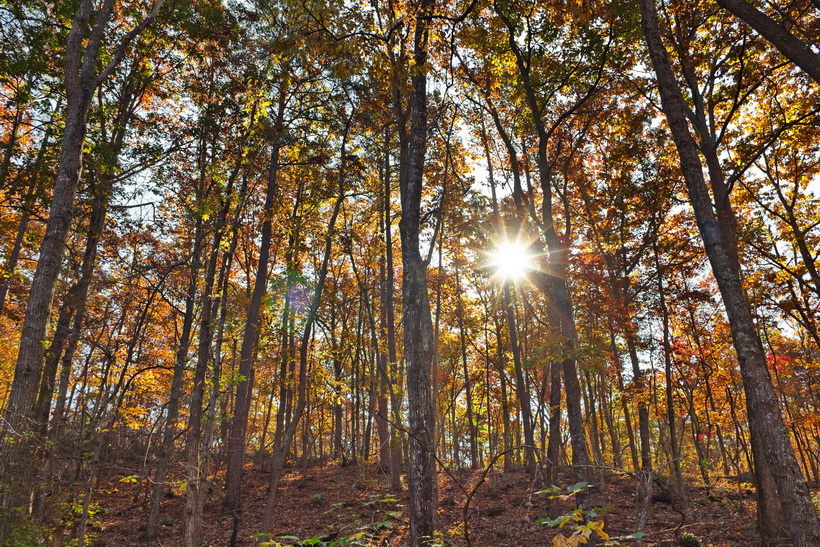 Fall trees at Kings Mountain State Park, South Carolina
