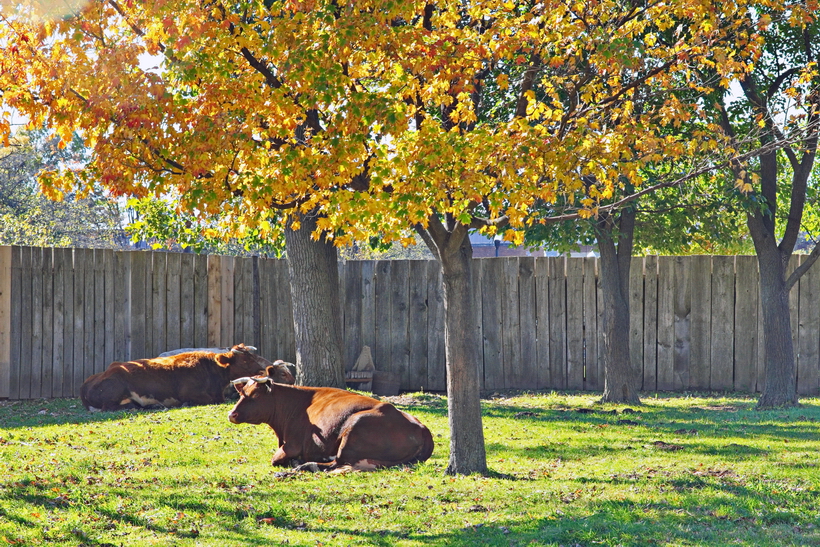 Greenfield Village Cows.