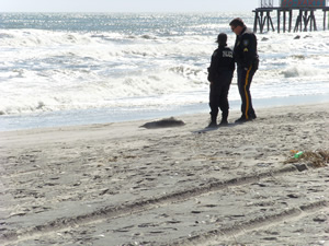 Baby seal washed up on the beach.