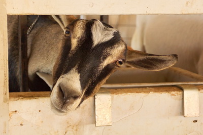 Curious goat peeking under the fence to see what i'm up to at the Cleveland County Fair.