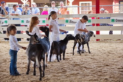 Four children in the under 9 category receiving their first place ribbons for tying in the showmanship contest when showing their goats.