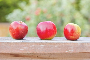 Apples picked fresh from the back yard tree.