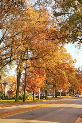 Tree lines street in Rock Hill, SC on November 15, 2012 with fall colors and leaves hanging on.