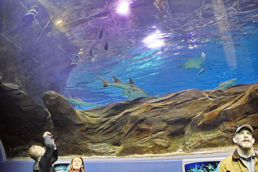 Walking through tunnel as people take photos at the Atlanta, GA, Aquarium.