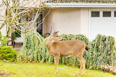 Black Tailed Deer on a front lawn in Victoria, BC