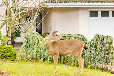 Black Tailed Deer on a front lawn in Victoria, BC