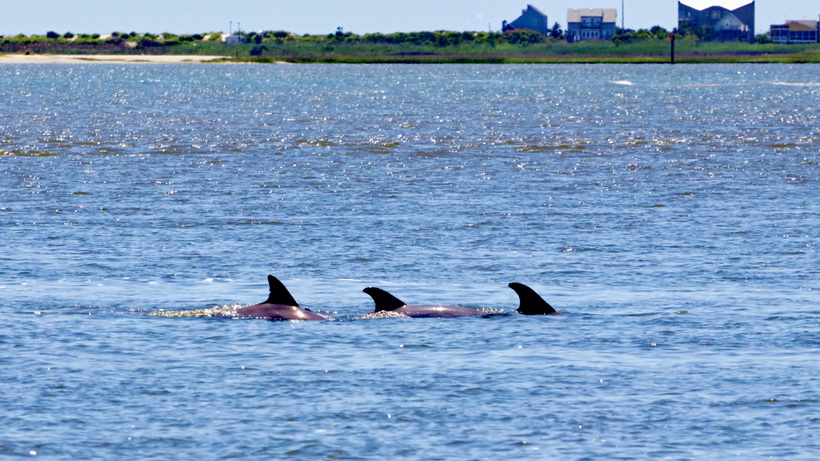 Dolphins in the river.