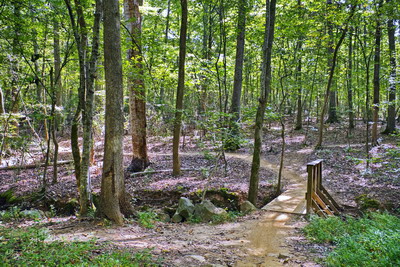 The one sided bridge on the Paradise Loop at Anne Springs Close Greenway trail system.