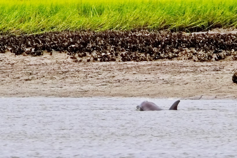 The only dolphin shot with the head out of the water but we did get to see lots of dolphins on our dolphin watching cruise out of Hunting Island State Park.