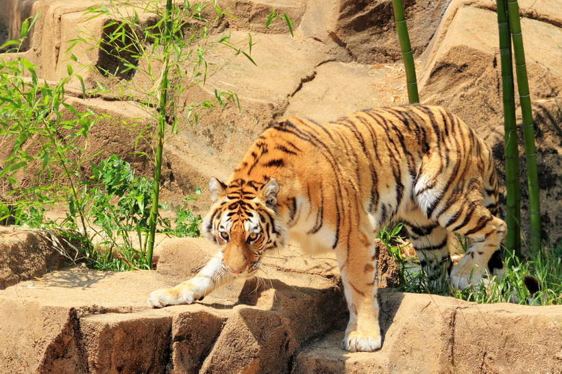 The Columbia, SC Zoo, tiger on display.  What a beautiful creature and I got a photo that does it justice.