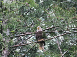 Eagle as it was starting to get dark, little closer.  Can't wait to return with my new camera for a nice detailed clear shot.