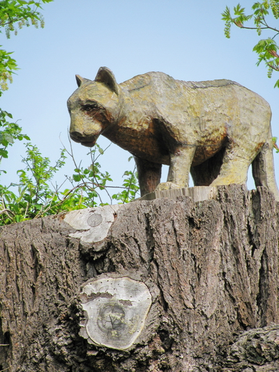 Surprise cougar on golf course.