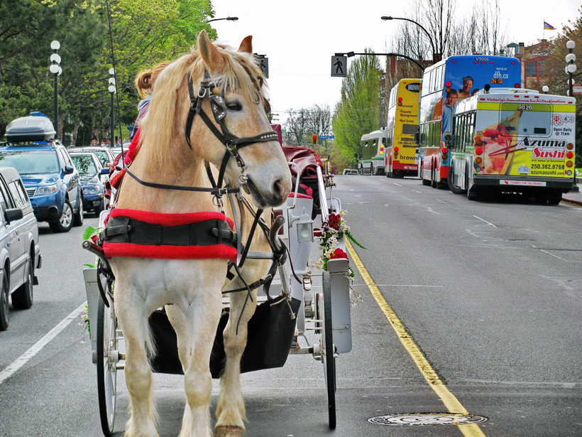 One of many scenes from downtown Victoria.