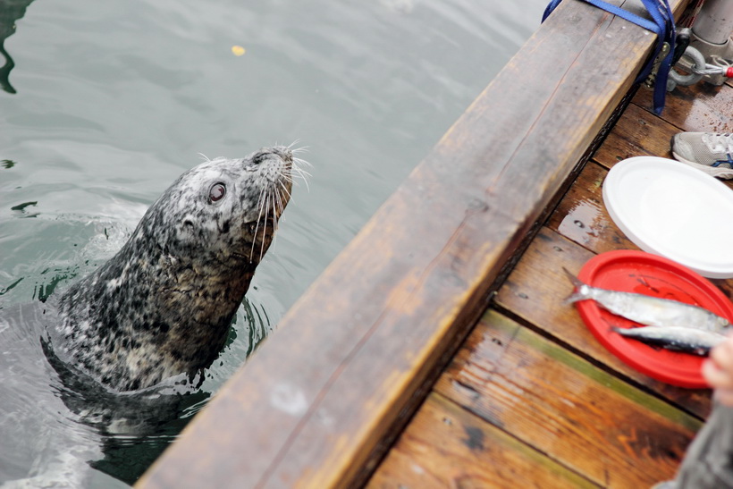 One of a couple of seals entertaining us at Victoria Harbour and trying to get people to feed them fish.