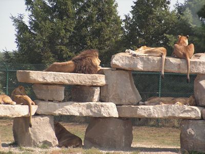 Take the train through the safari.