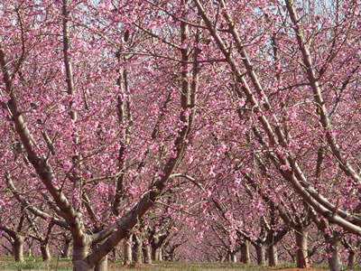 Peach trees in bloom.