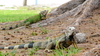Hundreds of Iguanas wander independantly in the Iguana Lagoon area