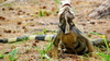 Close ups of Iguana posingwith a smile?