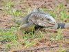 Iguana smiling,....Well looks like kind of like a smirk.