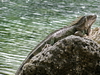 Iguana from above, with lagoon in back and full matching colours.