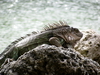 Close up of sun shining from iguana's back in the same section as it shines off the lagoon behind the iguana.