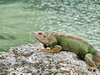 Iguana climbing up to rock from the grass to sun near the lagoon, not yet camoflaged to match.